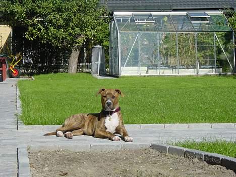 Blanding af racer Ronja billede 9