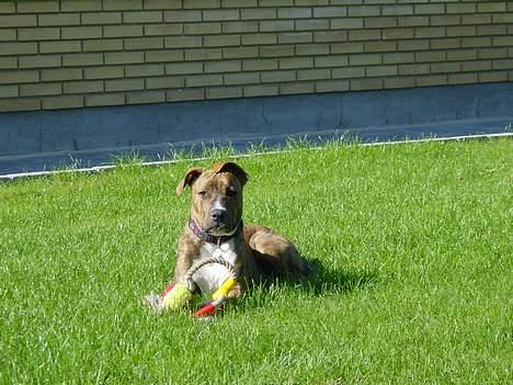 Blanding af racer Ronja billede 10