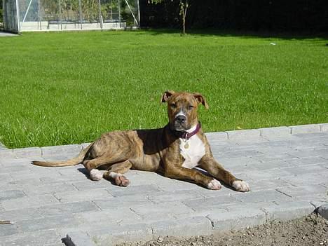 Blanding af racer Ronja billede 11