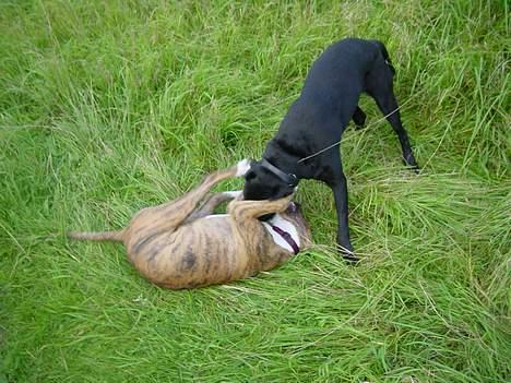 Blanding af racer Ronja billede 12