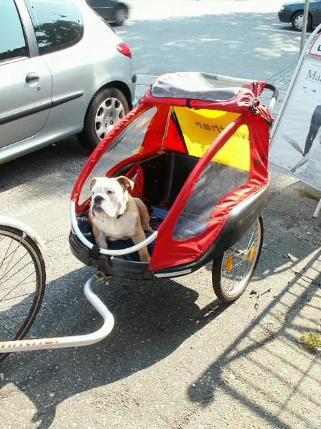 Engelsk bulldog Møffe - Her sidder jeg så i min helt egen cykelvogn, og hvis det går for langsomt så gør jeg bare af dem:-) billede 17