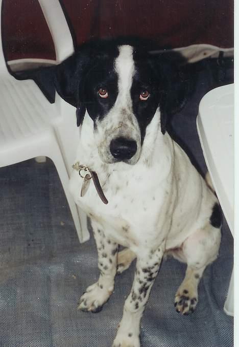 Blanding af racer Victor - "jeg er bare SÅ fotogen" billede 3