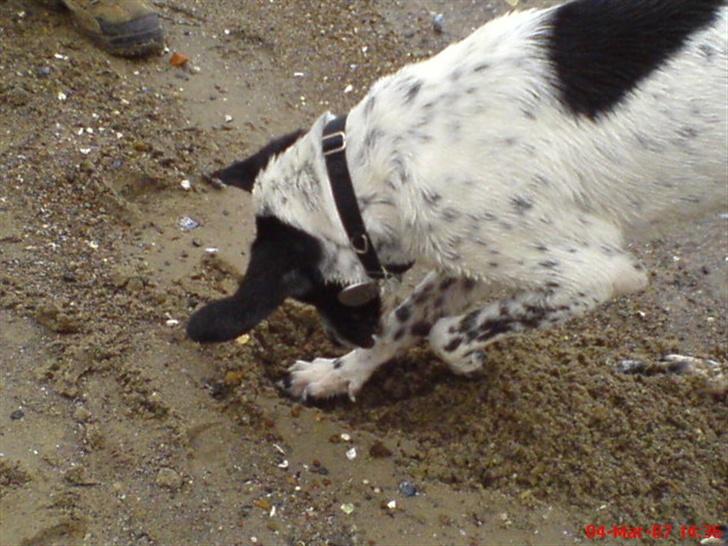 Blanding af racer Victor - "man ligger vildt godt her" :) billede 4