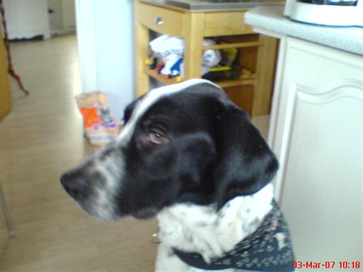 Blanding af racer Victor - "hvad?" billede 5