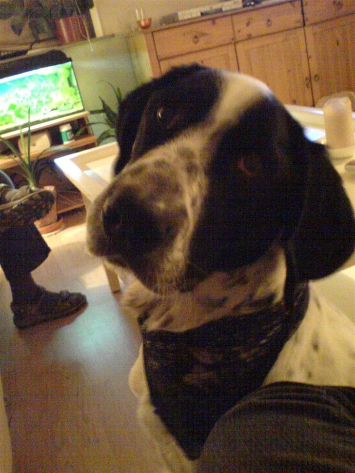 Blanding af racer Victor - "øv øv jeg må ikke tage den i nu!"  billede 6