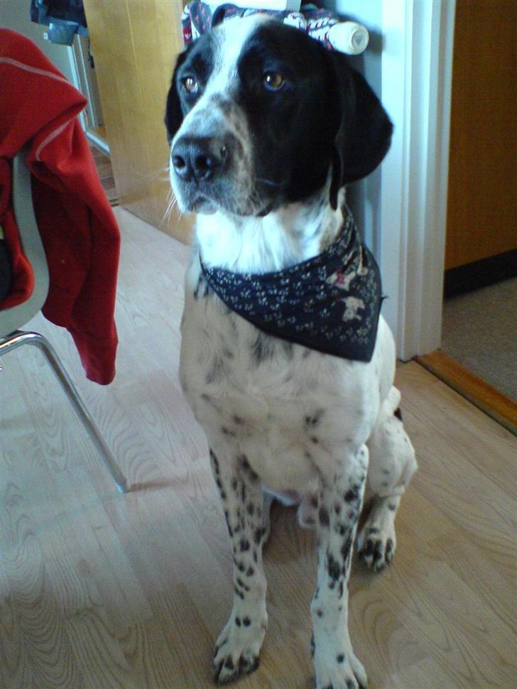 Blanding af racer Victor - "hov, vi er hvist lidt skæve i dag!" billede 7