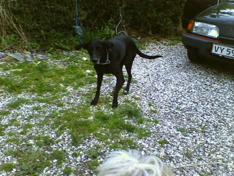 Blanding af racer Lady <3 - Jubii.. billede 12