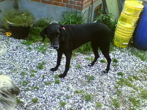 Blanding af racer Lady <3 - Er jeg ik bare sød!!! billede 13