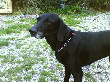 Blanding af racer Lady <3 billede 14