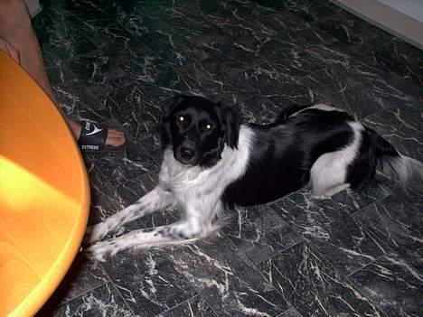 Blanding af racer Lucky billede 7