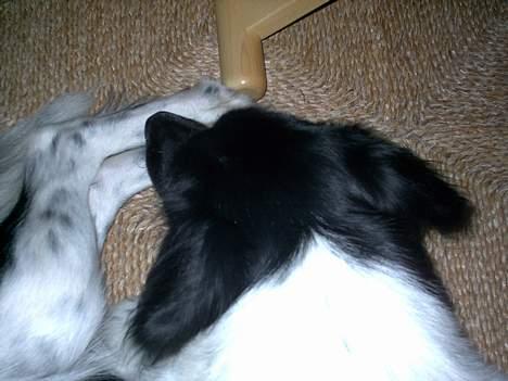 Blanding af racer Lucky billede 8