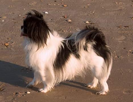 Blanding af racer Oliver - Er han ikke bare flot billede 10