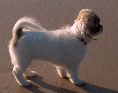 Tibetansk spaniel Kri Kris Garson (Pepe) - Pepe 3 mdr billede 11