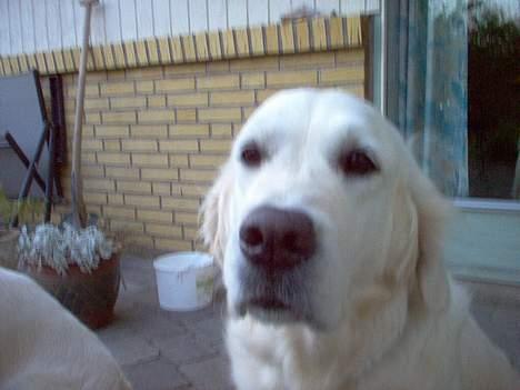 Golden retriever Maggie - Hej, Mor Maggie her :) billede 1