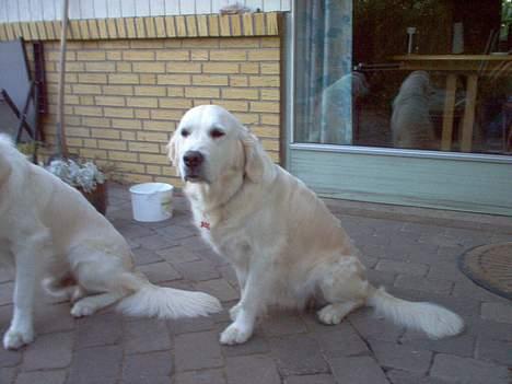 Golden retriever Maggie - Åhh, skal jeg absolut ha taget billed ;) billede 2