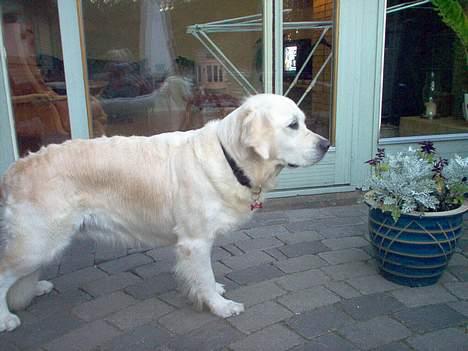 Golden retriever Maggie - Profil :D billede 3