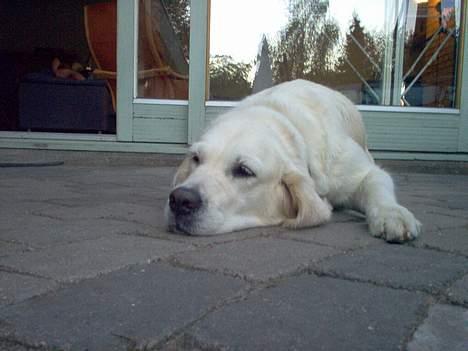 Golden retriever Maggie - Sååå søvnig :oO billede 4