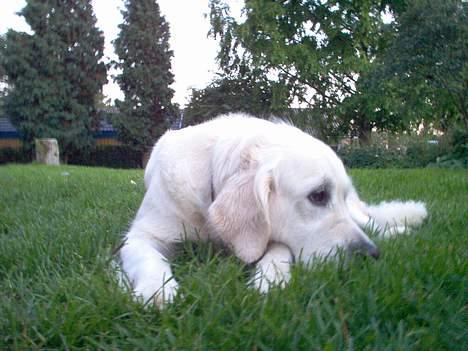 Golden retriever Maggie - Ej, ikke flere billeder nu vel? billede 5