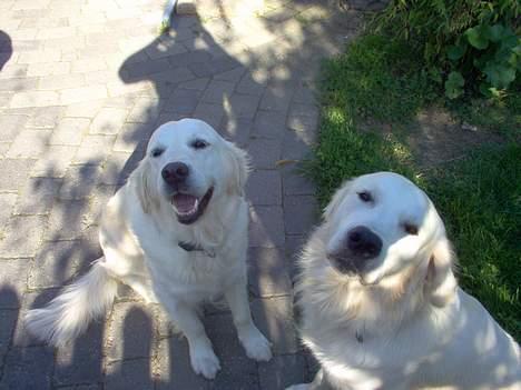 Golden retriever Maggie - Venstre: Maggie Mor. Og så Basse søn :) billede 6