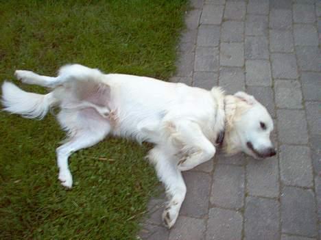 Golden retriever Basse - Klø mig lige der ja :) billede 7