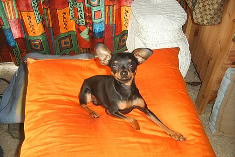 Prazsky krysarik Dolchie - Jeg kan godt possere billede 14