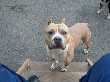 Amerikansk staffordshire terrier maximus billede 8