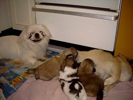 Pekingeser Jensen - Mig og alle mine hvalpe billede 11