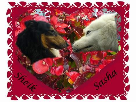 Collie langhåret Sheik billede 11