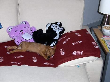 Blanding af racer Bounty billede 1