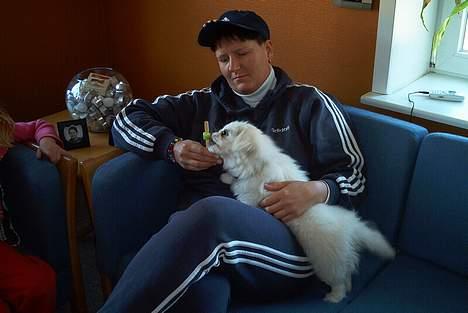 Pekingeser Jensen - Min første is billede 12