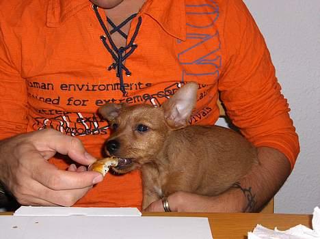 Blanding af racer Bounty - Bounty får sin første pizza... billede 2