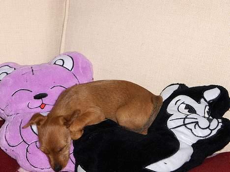 Blanding af racer Bounty billede 3