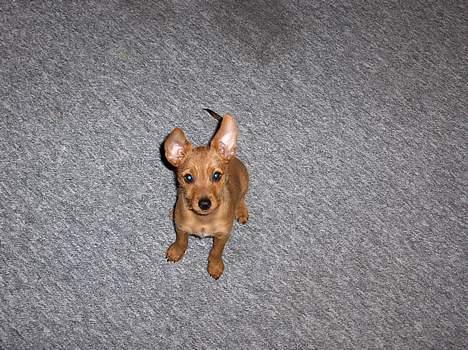 Blanding af racer Bounty billede 4