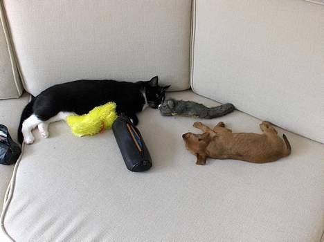 Blanding af racer Bounty - bounty slapper af med vores kat... billede 5