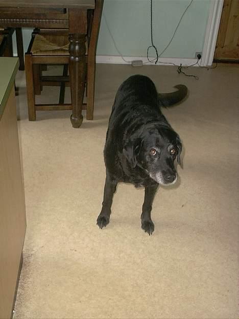 Labrador retriever Blackie<3 {I Hundehimlen} - Lille Blackie i vores gamle køkken.. Savner dig <3  billede 7