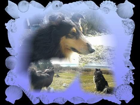 Collie langhåret Sheik billede 12
