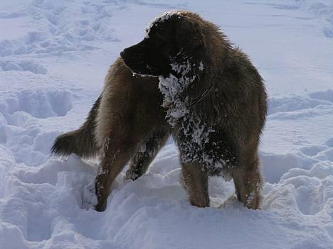 Leonberger Aggie billede 1