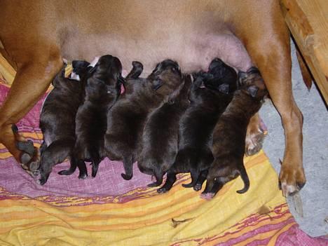 Staffordshire bull terrier Chili - Så er Chili blevet mor til 6 lækre vapser (o: billede 15