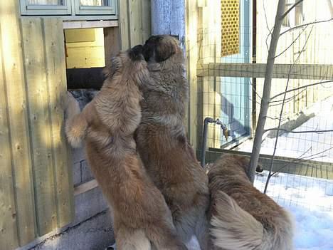 Leonberger Aggie billede 2