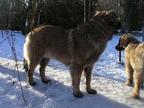 Leonberger Aggie billede 3