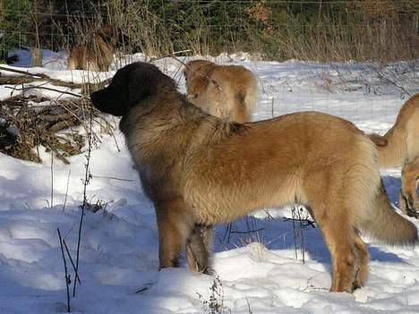 Leonberger Aggie billede 4