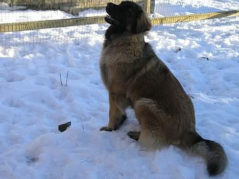 Leonberger Aggie billede 5