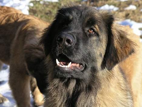 Leonberger Aggie billede 6