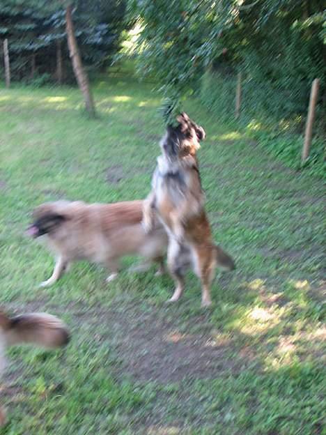 Leonberger Aggie billede 7