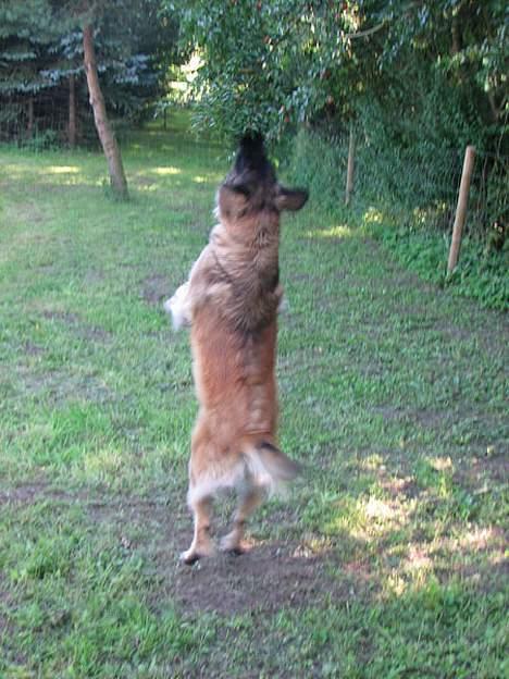 Leonberger Aggie billede 8