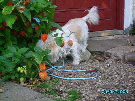 Blanding af racer perle {R.I.P min <3 :'(} billede 19