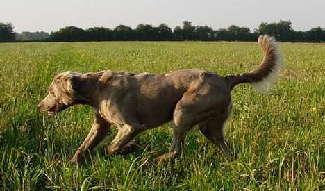 Weimaraner Biggi billede 15