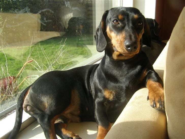 Gravhund gertrud - yndlingspladsen i vindueskarmen med udsigt udover haven  billede 1