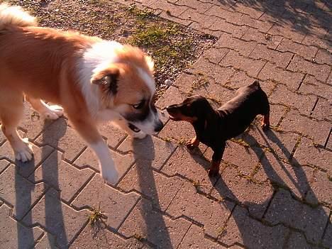 Gravhund gertrud - gertrud og sin ven baldur billede 2