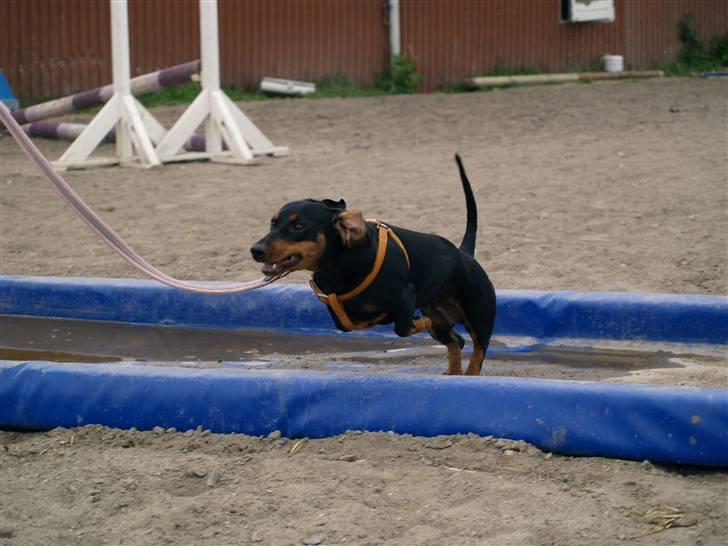 Gravhund gertrud - Gertrud springer vandgrav på midtfynsrideklub billede 3